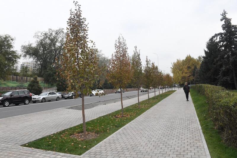 До 2030 года обеспеченность зелеными насаждениями в Алматы увеличат до 15 кв. м на человека