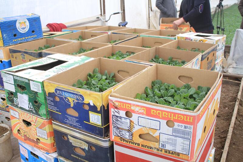 В ТУРКЕСТАНСКОЙ ОБЛАСТИ НАЧАЛАСЬ ПОСАДКА РАННИХ ОВОЩНЫХ КУЛЬТУР