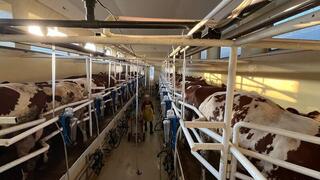 ТЮЛЬКУБАССКИЙ ФЕРМЕР РАЗВОДИТ ПЛЕМЕННОЙ КРУПНЫЙ РОГАТЫЙ СКОТ, КОТОРЫЙ ДАЕТ 2,5 ТОННЫ МОЛОКА В СУТКИ