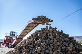 В области Жетісу сахарные заводы переработали уже 54 тыс. тонн сладкого корнеплода