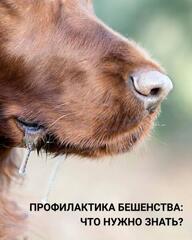 Профилактика бешенства: что нужно знать?
