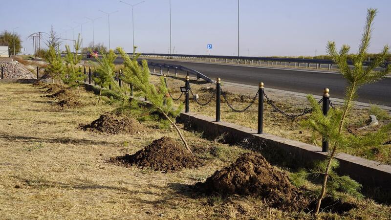 ТУРКЕСТАН: НА СУББОТНИКЕ В КАЗЫГУРТЕ БЫЛИ ПОСАЖЕНЫ ДЕКОРАТИВНЫЕ ДЕРЕВЬЯ