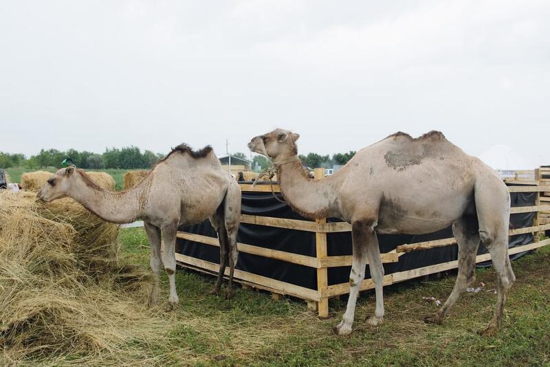 «AGROFEST – 2026» проходит в Западно-Казахстанской области