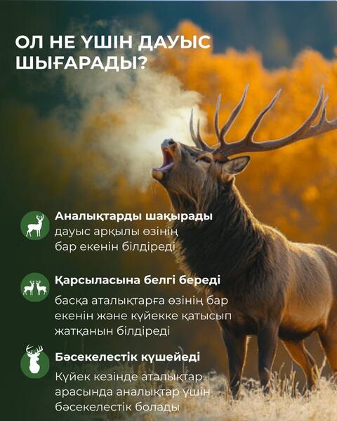 Почему маралы подают голос осенью?