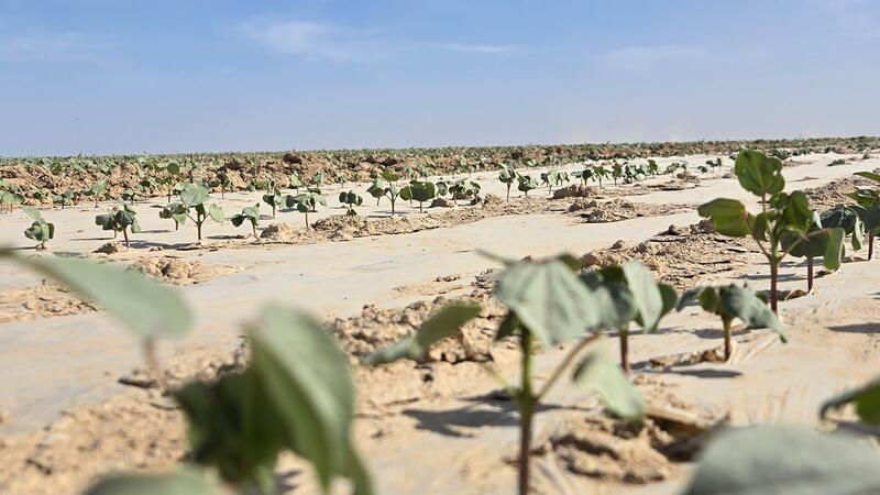 Проект полного цикла: в Туркестанской области создадут масштабный кластер от выращивания хлопка до изготовления одежды