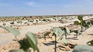 Проект полного цикла: в Туркестанской области создадут масштабный кластер от выращивания хлопка до изготовления одежды