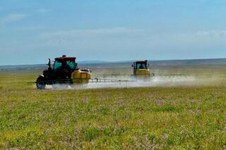 1,8 млн га сельхозугодий обработано в Казахстане против саранчовых вредителей