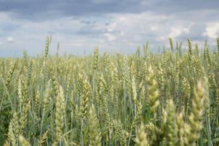 Акмолинское зерно прокладывает путь в Европу через Эстонию