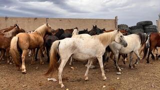 «Ауыл аманаты»: как госпрограмма помогает возрождать традиции и улучшать жизнь сельчан
