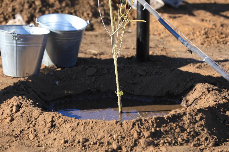 В Актобе впервые высадили реликтовое дерево турангу, приспособленное к засушливому климату
