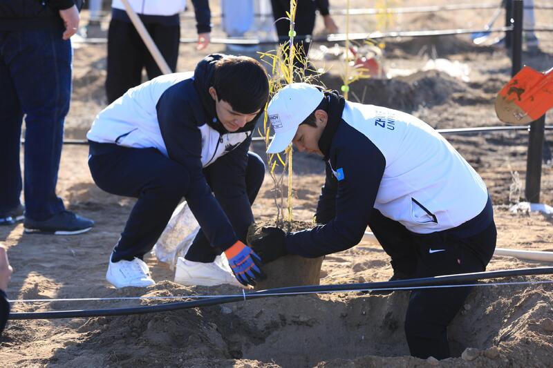 В Актобе впервые высадили реликтовое дерево турангу, приспособленное к засушливому климату