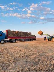 В Казахстане заготовлено 25,8 млн тонн кормов