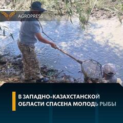 В Западно-Казахстанской области спасена молодь рыбы