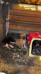 Волонтёрская помощь приюту для животных.