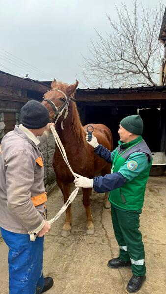 В Алматы бесплатно вакцинируют сельскохозяйственных животных