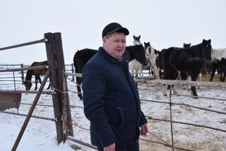 В ТОО «Агро LAKE» из Сандыктауского района развивается животноводство