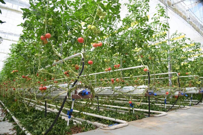 Арман Шаккалиев: В Шымкенте из цепочки поставок исключены 47 непродуктивных посредников