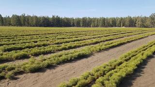 В Карагандинской области увеличивают площади зелёных насаждений