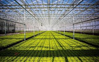 Промышленный тепличный комплекс стоимостью 42 млрд тенге запустят в Туркестанской области