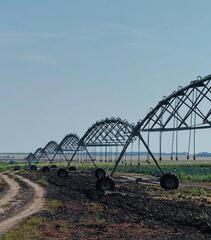 Хозяйство Бекирова — пионер по выращиванию овощей «здорового питания» в Костанайской области