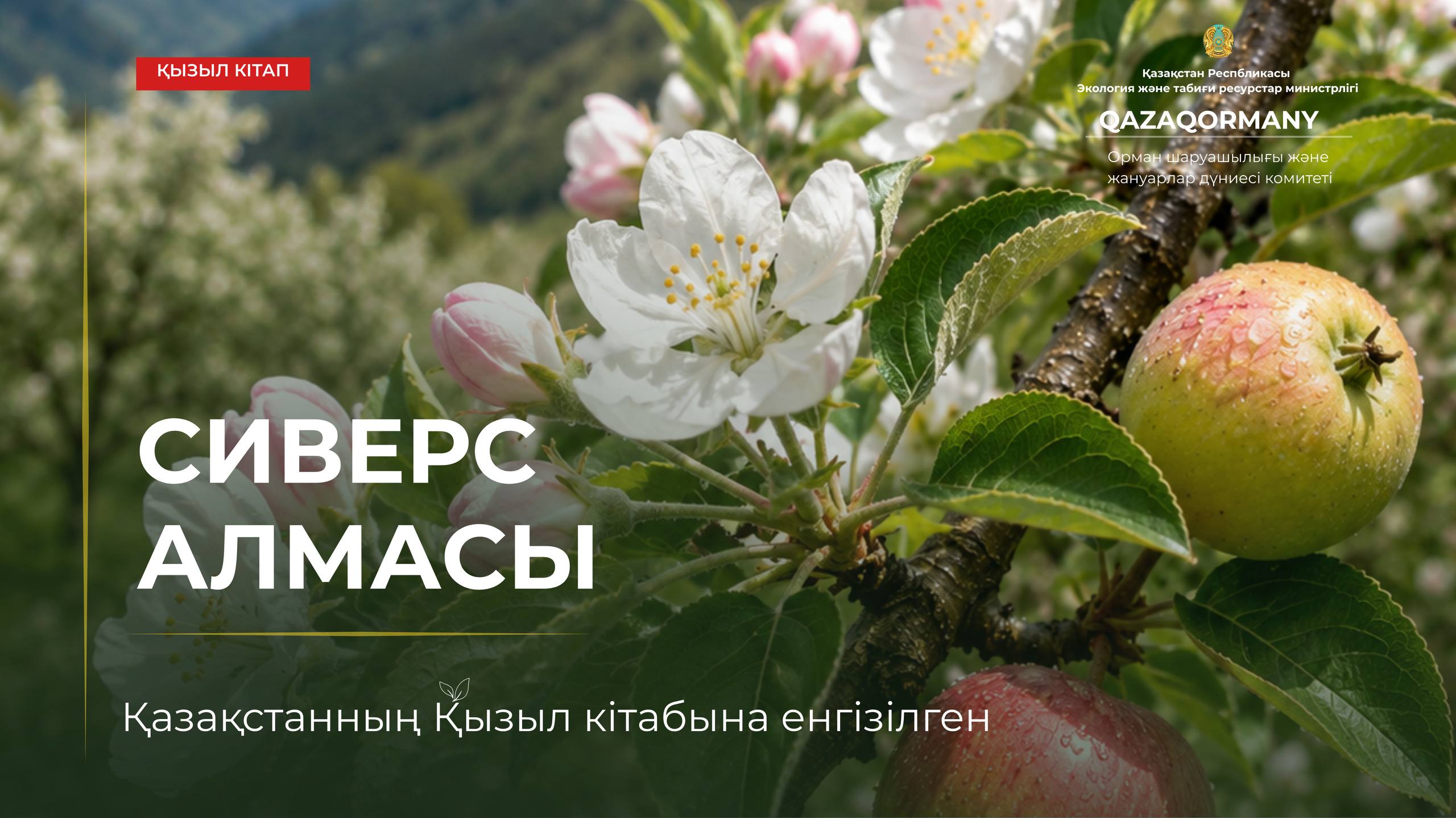 Яблоня Сиверса – предок культурных яблонь