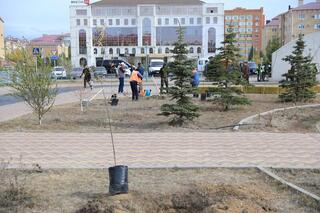 В рамках акции «Таза Казахстан» в Актюбинской области было высажено около 7300 саженцев