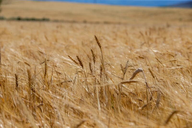В области Жетысу полностью завершили уборку зерновых колосовых культур