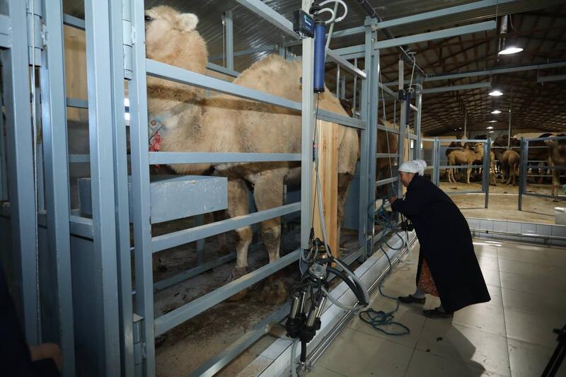 Нурдаулет Килыбай ознакомился с работой первого в Казахстане автоматизированного цеха по доению верблюдов.