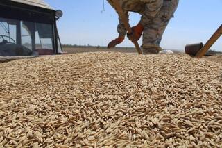 Учёные НАНОЦ рекомендуют аграриям меры защиты риса от болезней и вредителей в период посевной