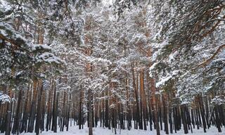 Более 520 тысяч деревьев будет высажено в национальном парке Бурабай в 2024 году
