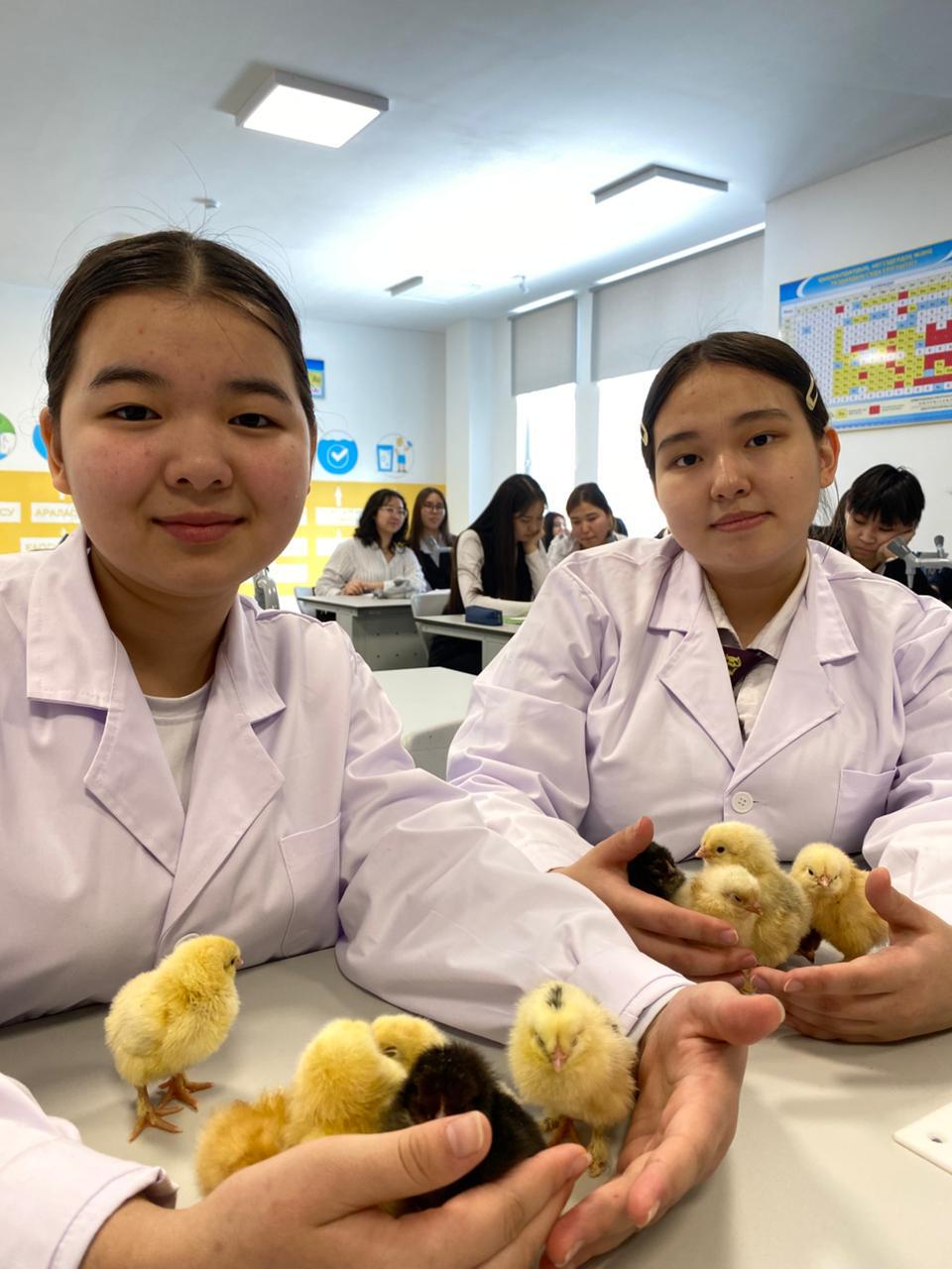 В Астане школьники самостоятельно вывели цыплят из инкубатора