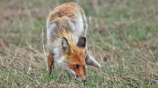 В Карагандинской области рассказали о правилах охоты  