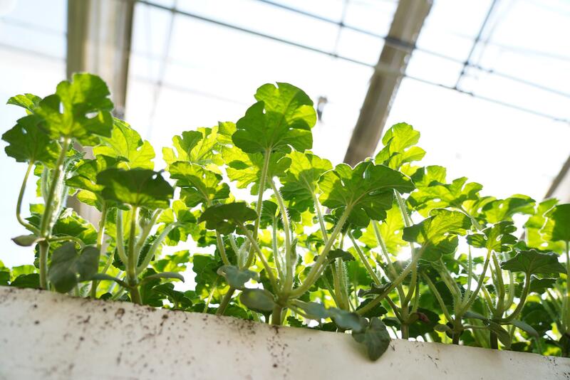 В ТУРКЕСТАНСКОЙ ОБЛАСТИ ВНЕДРЯЮТСЯ ЭКОЛОГИЧЕСКИ ЭФФЕКТИВНЫЕ СПОСОБЫ ОТОПЛЕНИЯ ТЕПЛИЦ