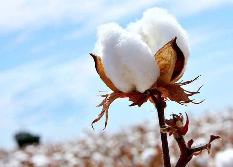 В ТУРКЕСТАНСКОЙ ОБЛАСТИ УВЕЛИЧИЛИСЬ ПОСЕВНЫЕ ПЛОЩАДИ И УВЕЛИЧИЛАСЬ УРОЖАЙНОСТЬ