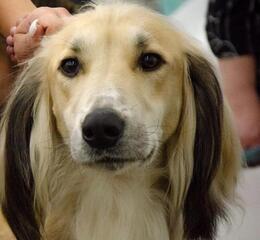 Тайган из Осакаровского района признан лучшим представителем породы в Казахстане