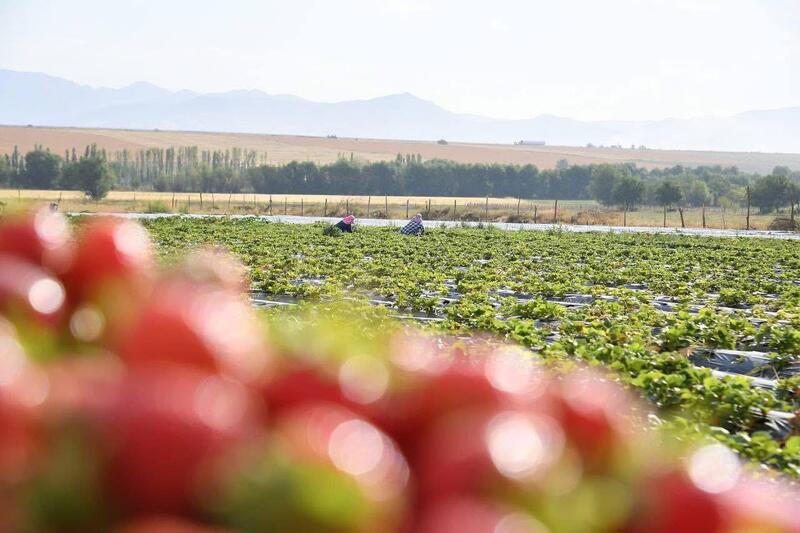 ТУРКЕСТАН: ОБСУЖДЕНЫ АКТУАЛЬНЫЕ ВОПРОСЫ АГРОПРОМЫШЛЕННОГО КОМПЛЕКСА