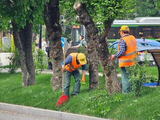 Экологическая акция «Зеленый двор»: жители Алматы высадили сотни деревьев и кустарников