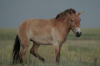 4 июня состоялся выпуск в дикую природу лошадей, которые прибыли в Казахстан в прошлом году и успешно прошли адаптацию