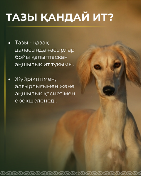 3 сентября — день казахского тазы