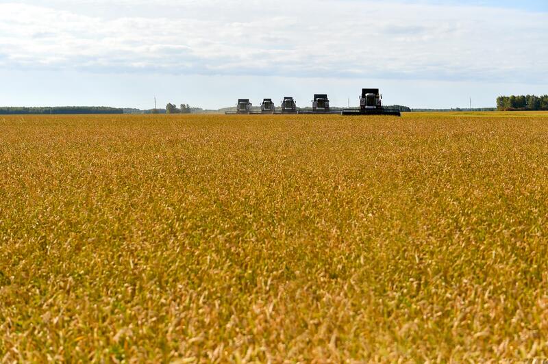 В СКО убрали больше половины урожая зерновых