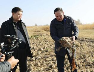 Ербол Карашукеев ознакомился с развитием свекольной отрасли в Меркенском районе