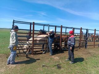 Очаг эпизоотии устранён благодаря отечественной разработке