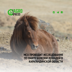 МСХ проводит исследования по факту болезни лошадей в Карагандинской области