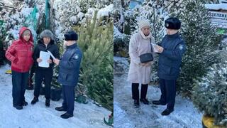 Профилактическое мероприятие “Ель” по охране хвойных деревьев стартовало в Алматы