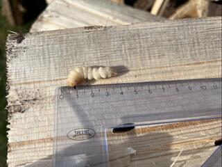 Личинки жука черного соснового усача выявлены в пиломатериалах, ввезенных в Казахстан