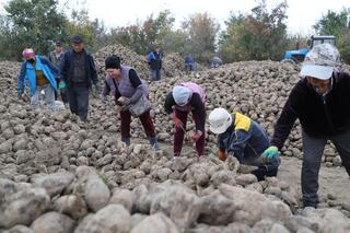 В Талдыкоргане активно ведется сбор сахарной свеклы