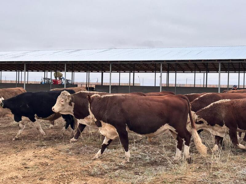 В Аксуатском районе ведется строительство нескольких объектов предпринимательства