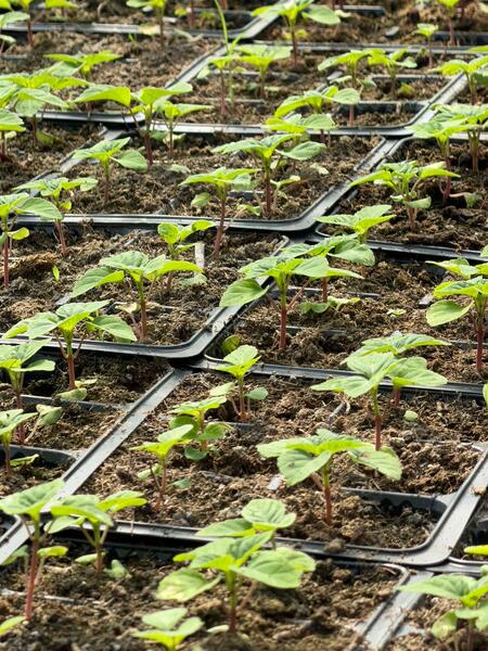 В Алматы цветы украсят более 380 тыс. кв. метров городских территорий