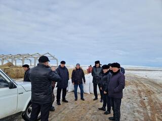 Представители МСХ РК выехали в районы Акмолинской области, где зафиксирован падеж лошадей