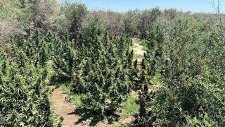 Полицейские ликвидировали крупный наркопосев в Кызылординской области